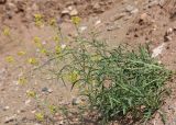 Sisymbrium polymorphum. Цветущее растение. Алтай, Кош-Агачский р-н, 3 км СВ с. Кокоря, глинистый склон. 24 июня 2022 г.