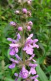 Stachys palustris