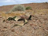 Welwitschia mirabilis. Растение с макростробилами. Намибия, обл. Кунене, р-н Эронго, горы Спицкопп, национальный парк \"Torra Conservancy\", 10 км к востоку от Спрингбоквассер, каменистая пустыня. 16.01.2010.