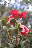 genus Rhododendron