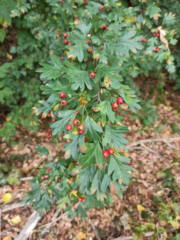 Изображение особи род Crataegus.