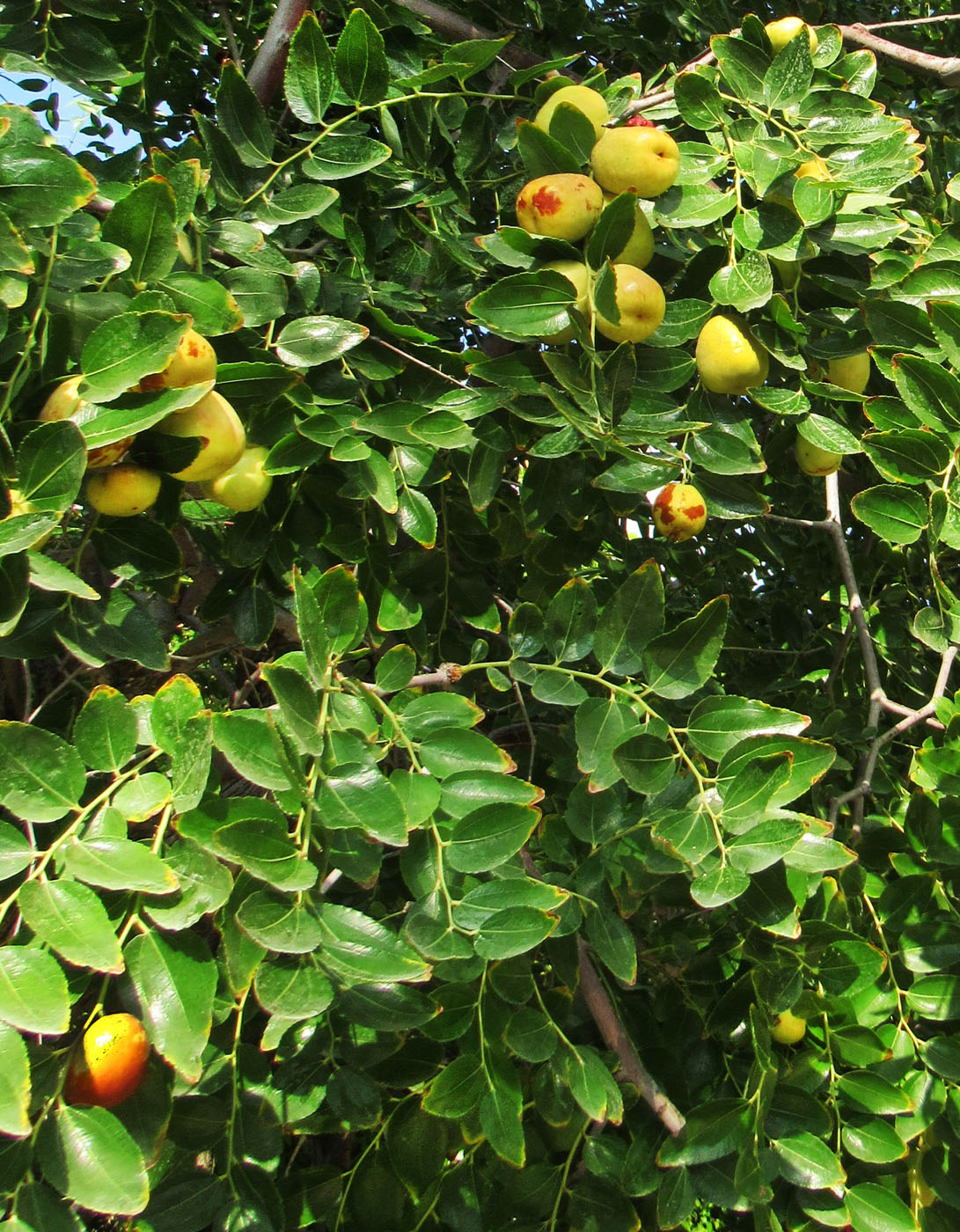 Image of Ziziphus jujuba specimen.