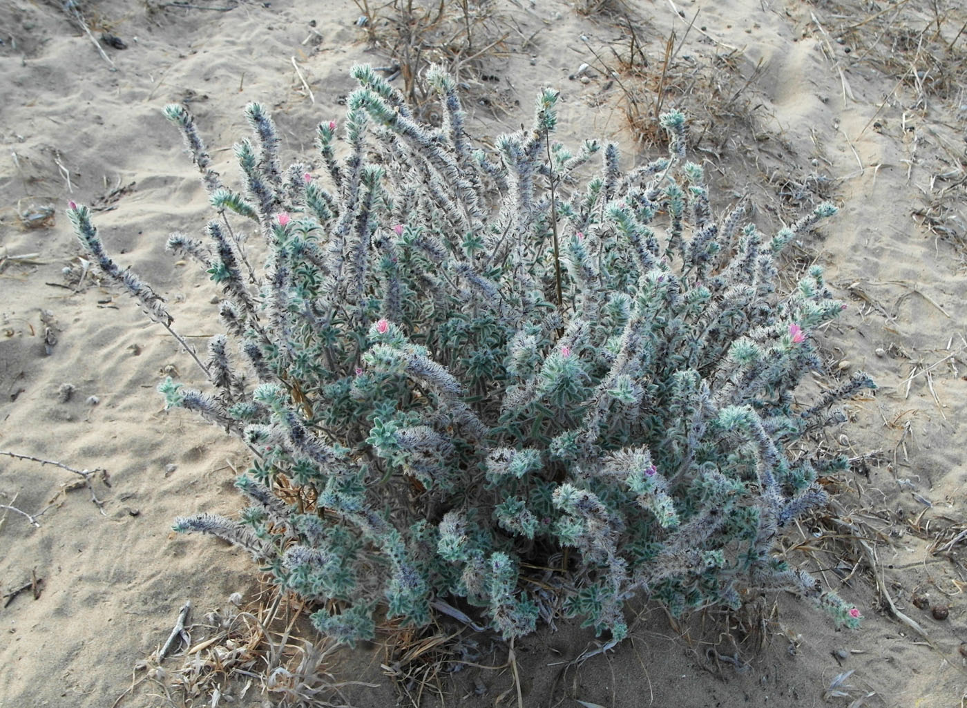 Image of Echium angustifolium specimen.