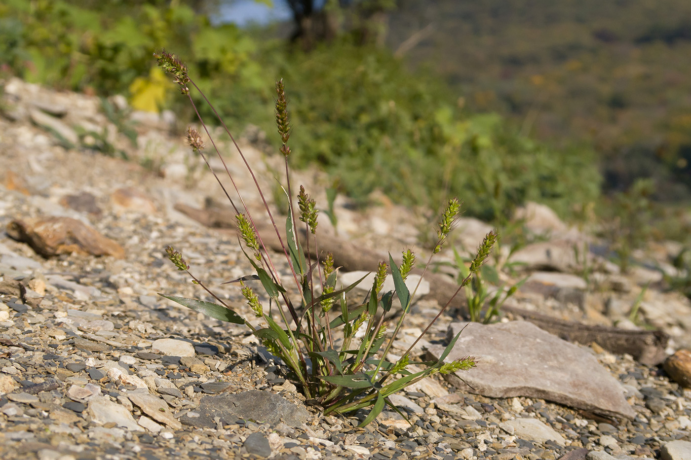 Изображение особи Setaria viridis.