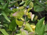 Lonicera japonica