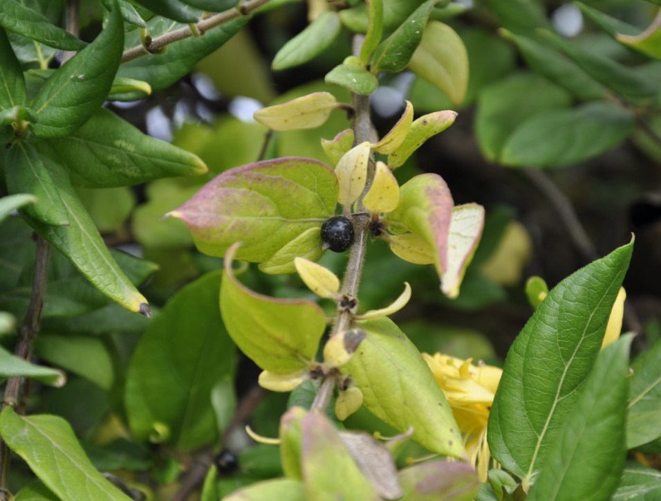 Image of Lonicera japonica specimen.