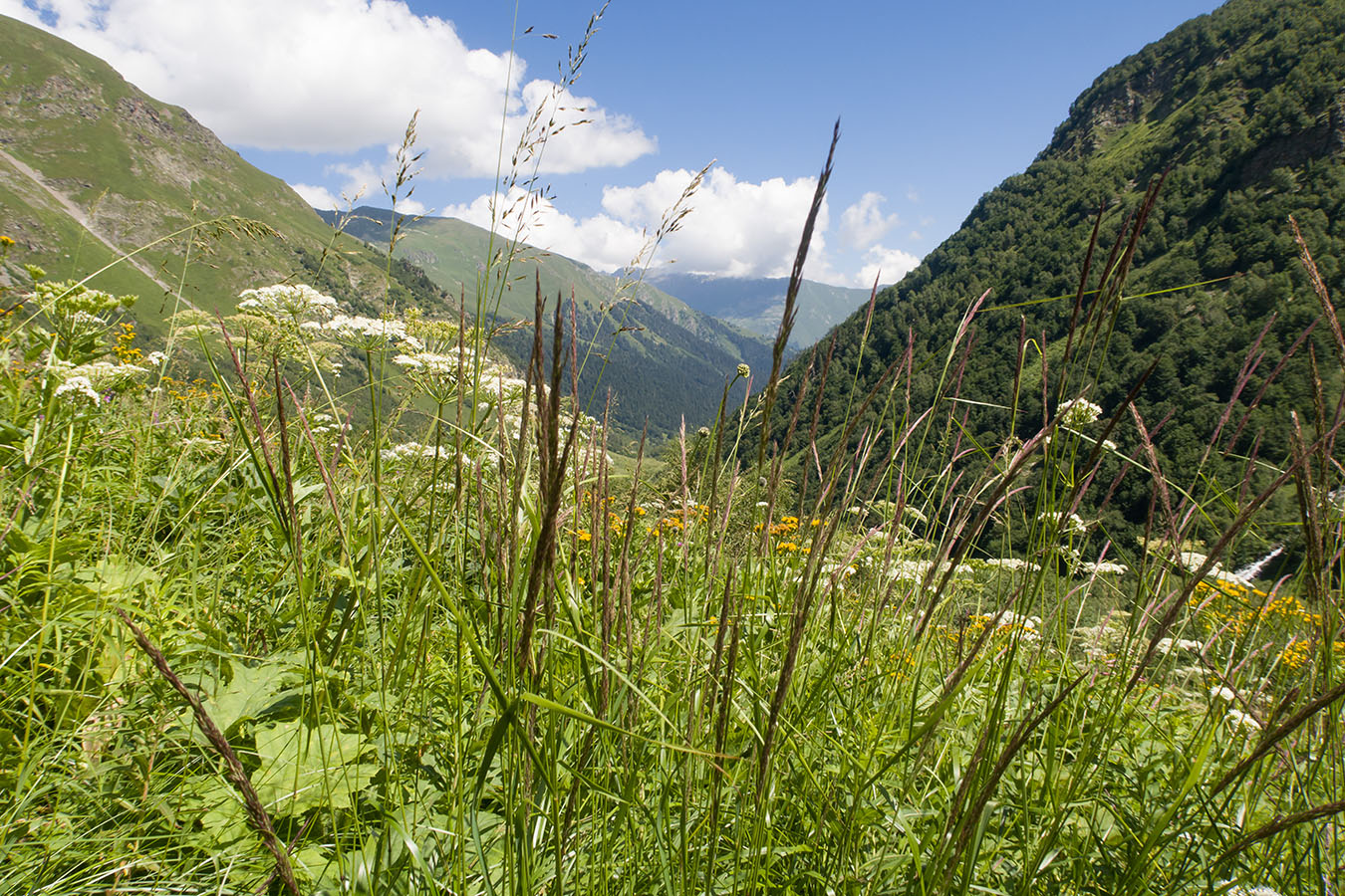 Image of Agrostis planifolia specimen.