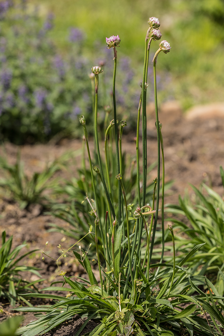 Изображение особи род Armeria.