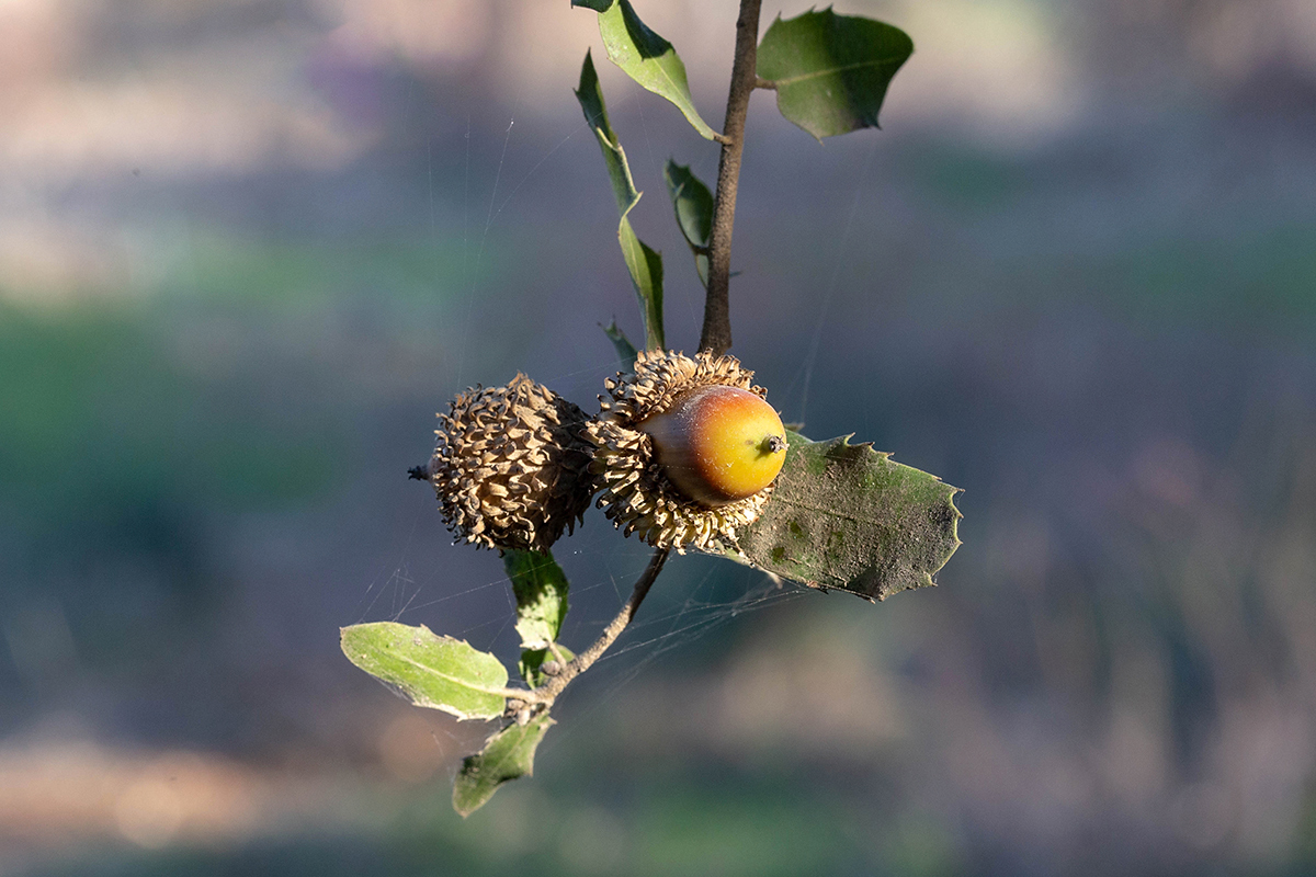 Image of Quercus coccifera specimen.