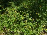 Geum aleppicum