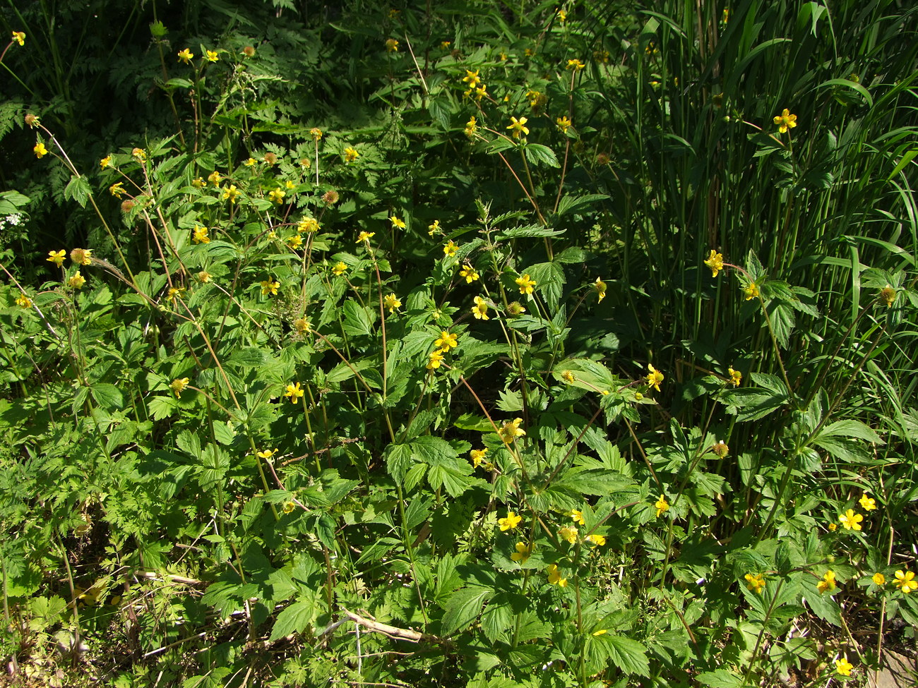 Image of Geum aleppicum specimen.