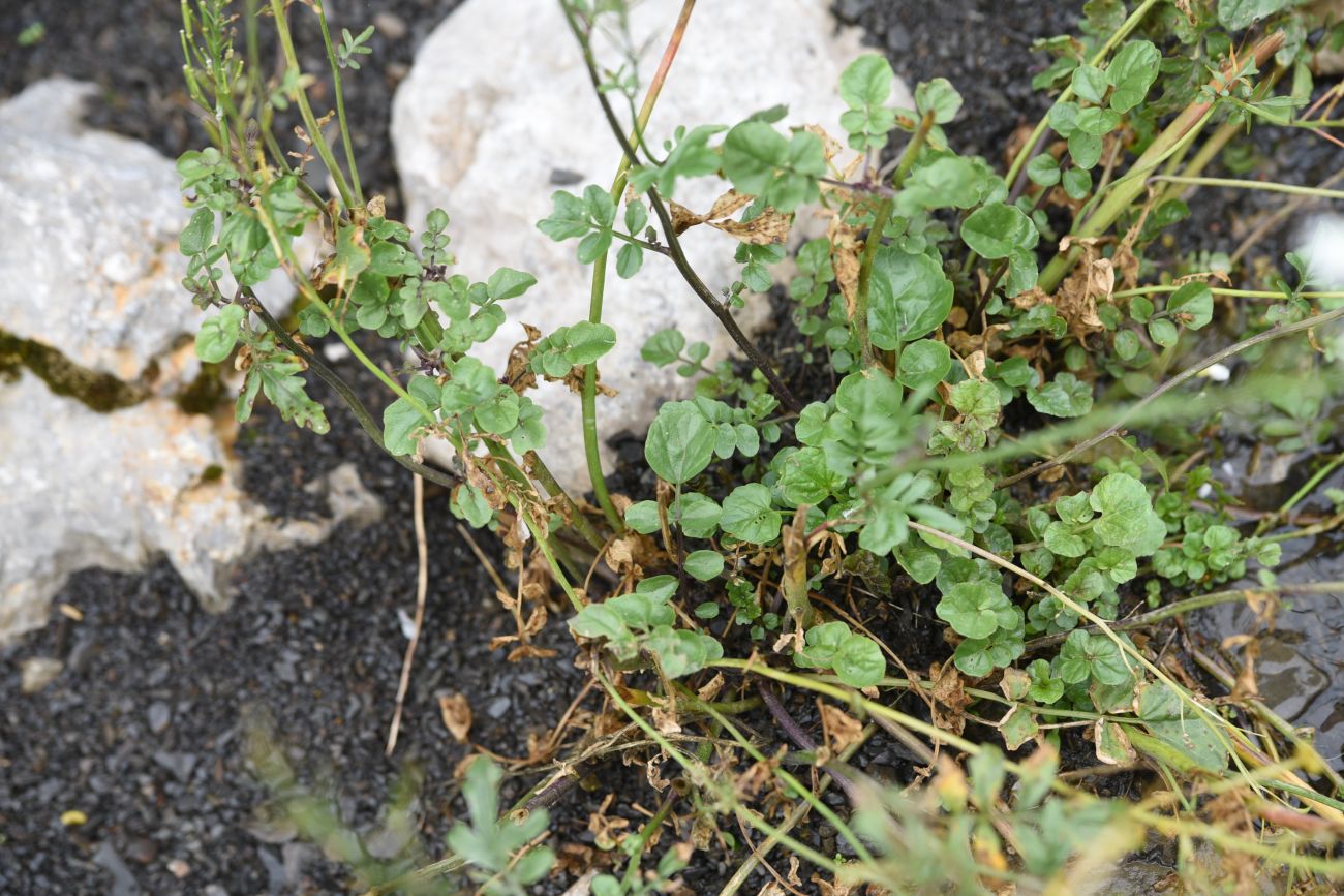 Image of Cardamine tenera specimen.