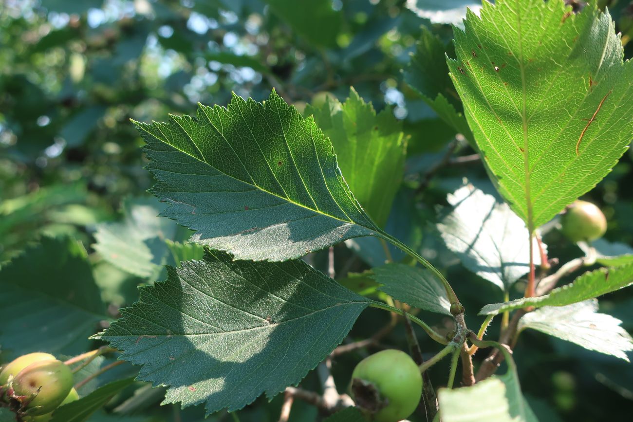 Изображение особи род Crataegus.