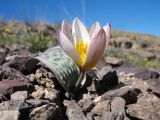 Tulipa regelii