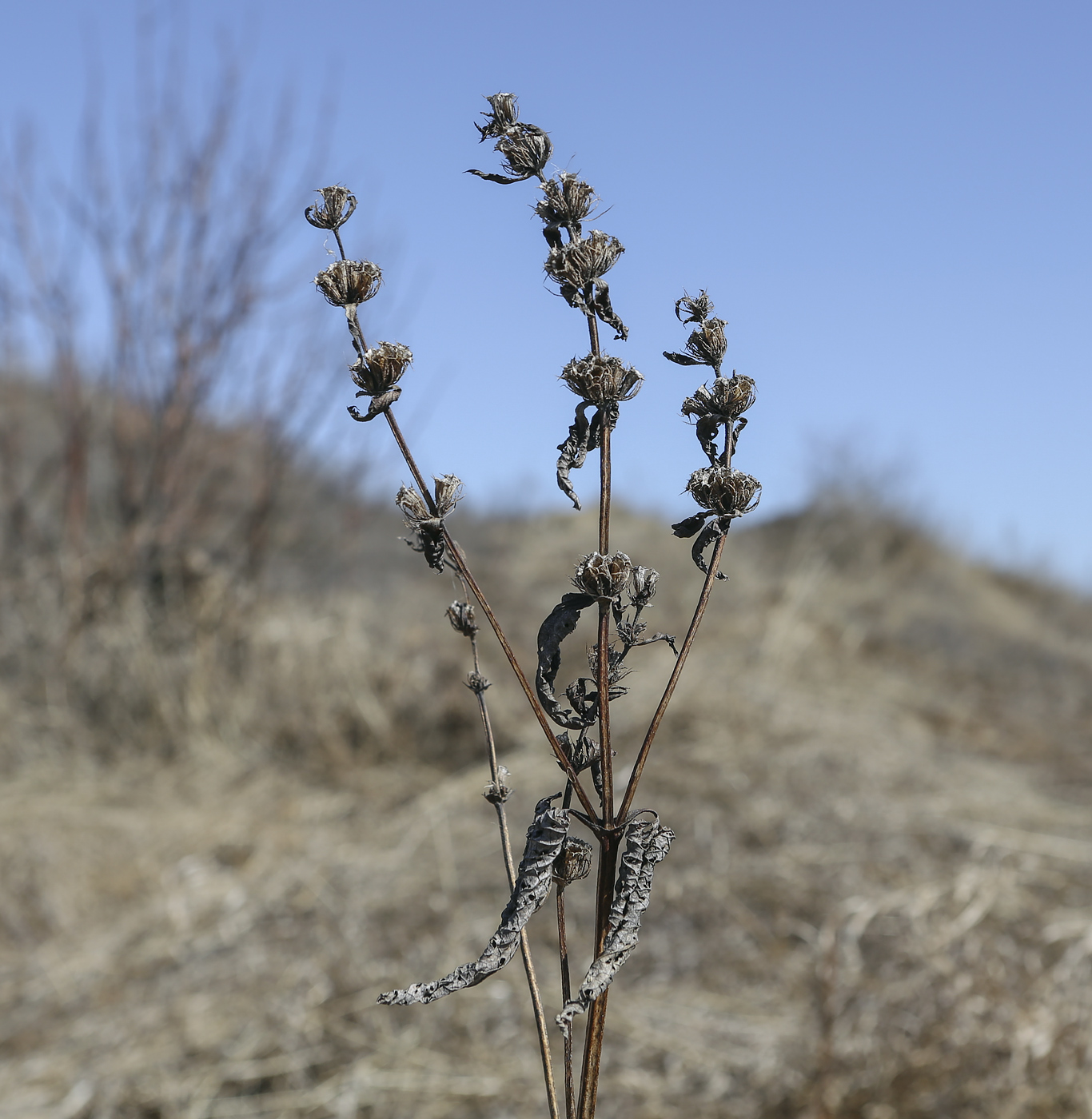 Image of Phlomoides tuberosa specimen.