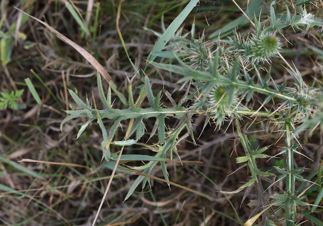 Изображение особи род Cirsium.