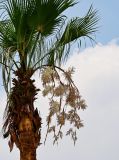 Washingtonia robusta