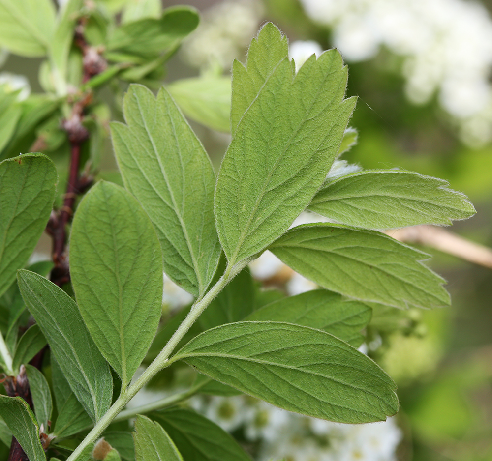 Image of Spiraea media specimen.