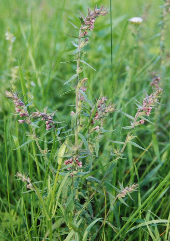 Изображение особи Odontites vulgaris.