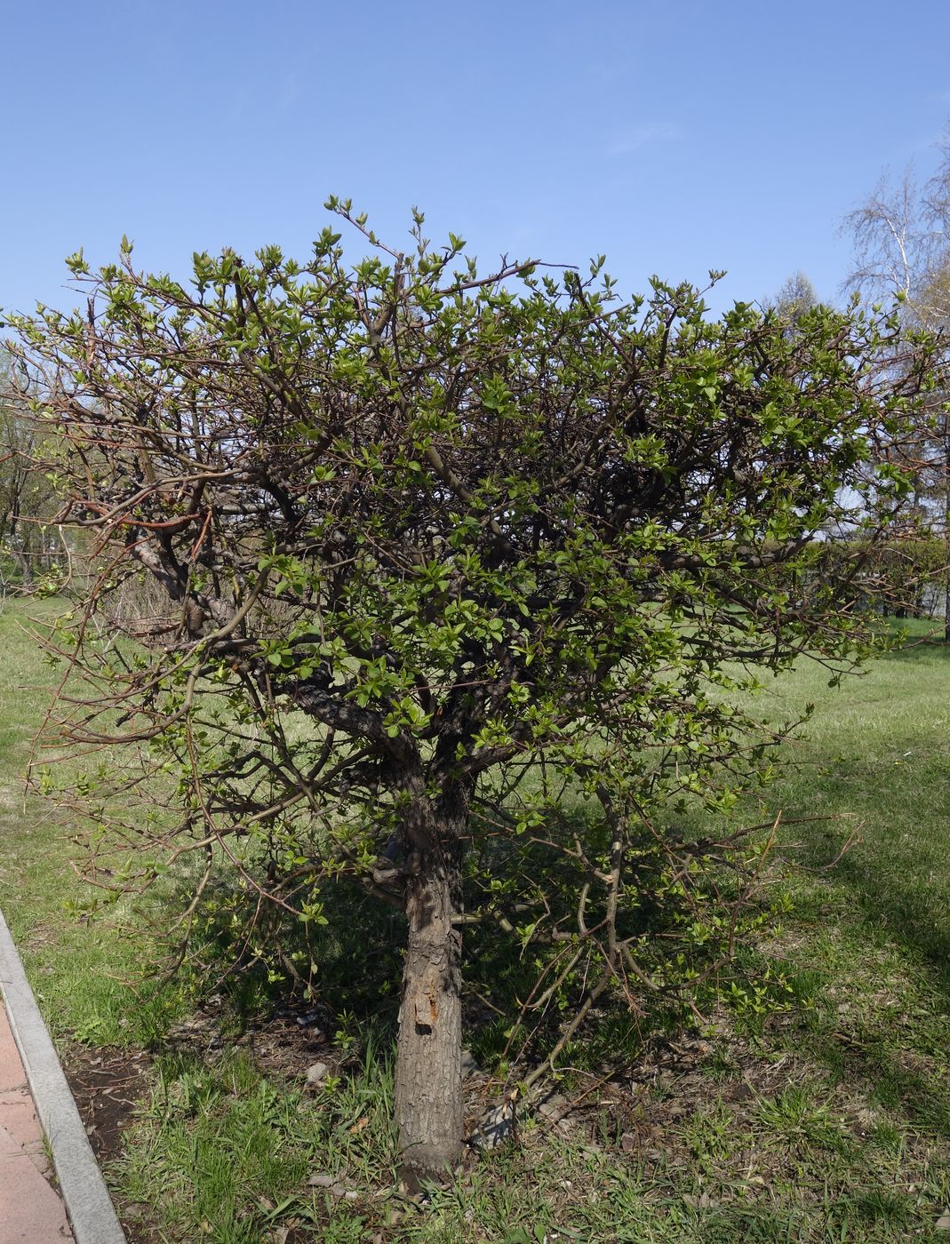 Image of genus Pyrus specimen.