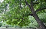 Juglans regia