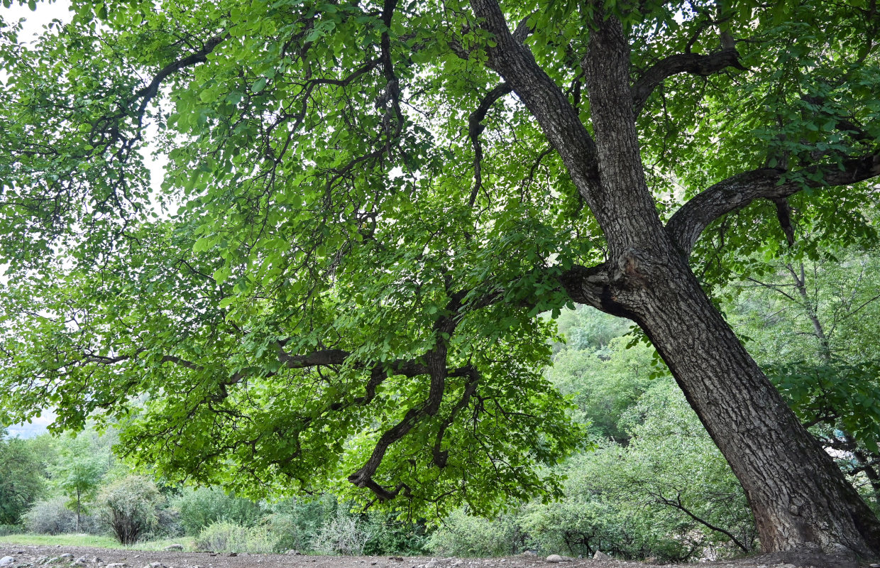 Изображение особи Juglans regia.