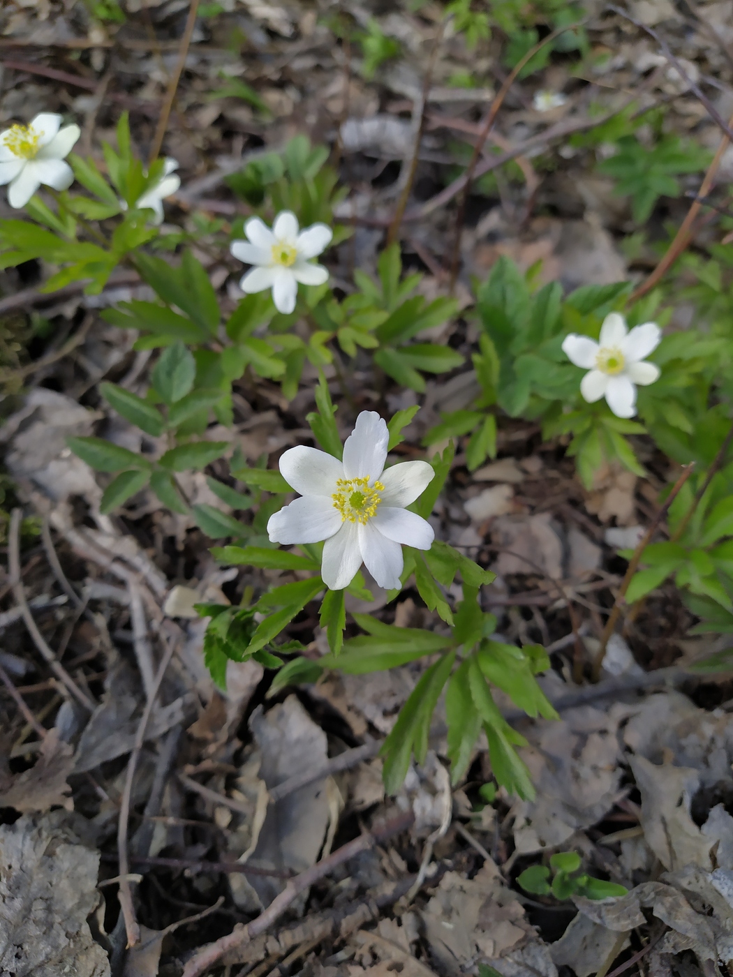 Изображение особи Anemone nemorosa.