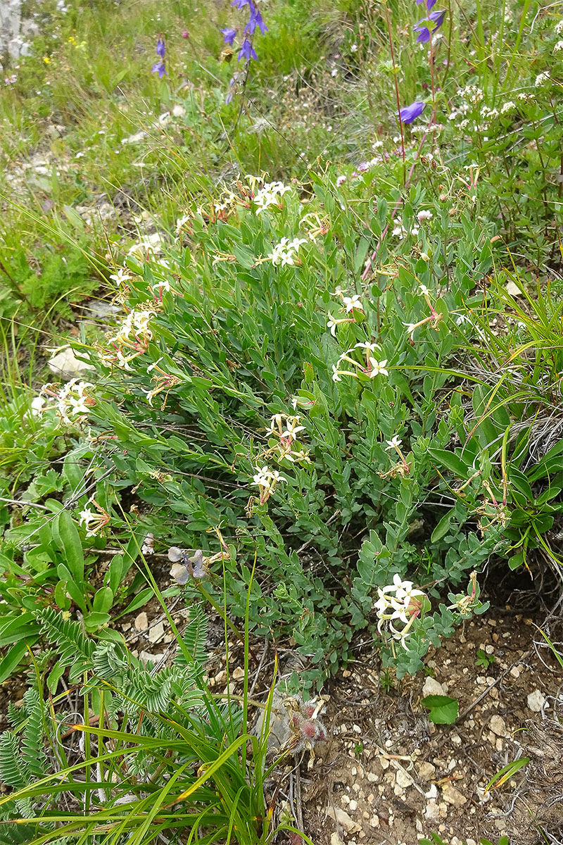 Image of Stelleropsis caucasica specimen.