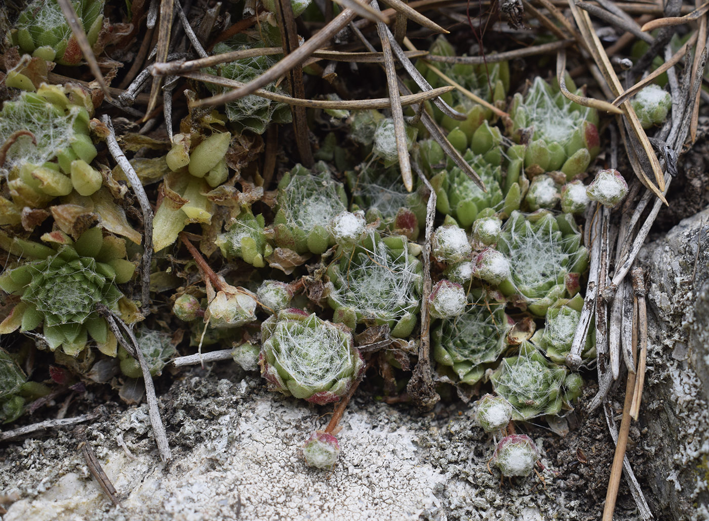 Image of Sempervivum arachnoideum specimen.
