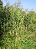 Phragmites altissimus