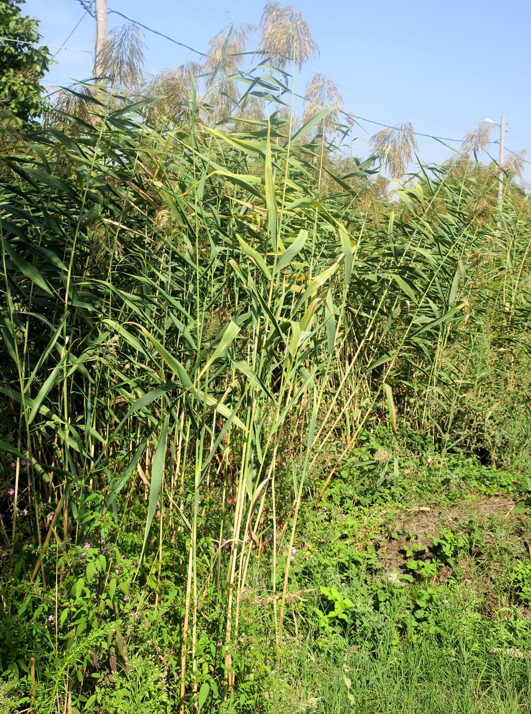 Image of Phragmites altissimus specimen.