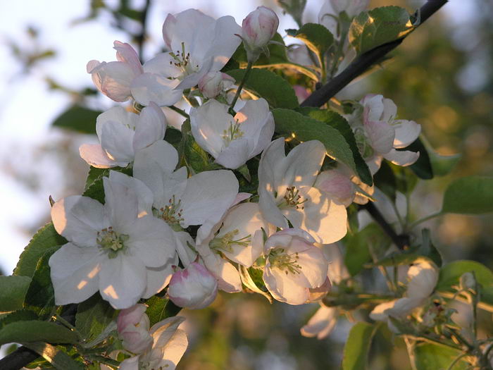 Изображение особи Malus domestica.