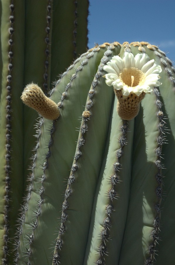 Изображение особи Pachycereus pringlei.