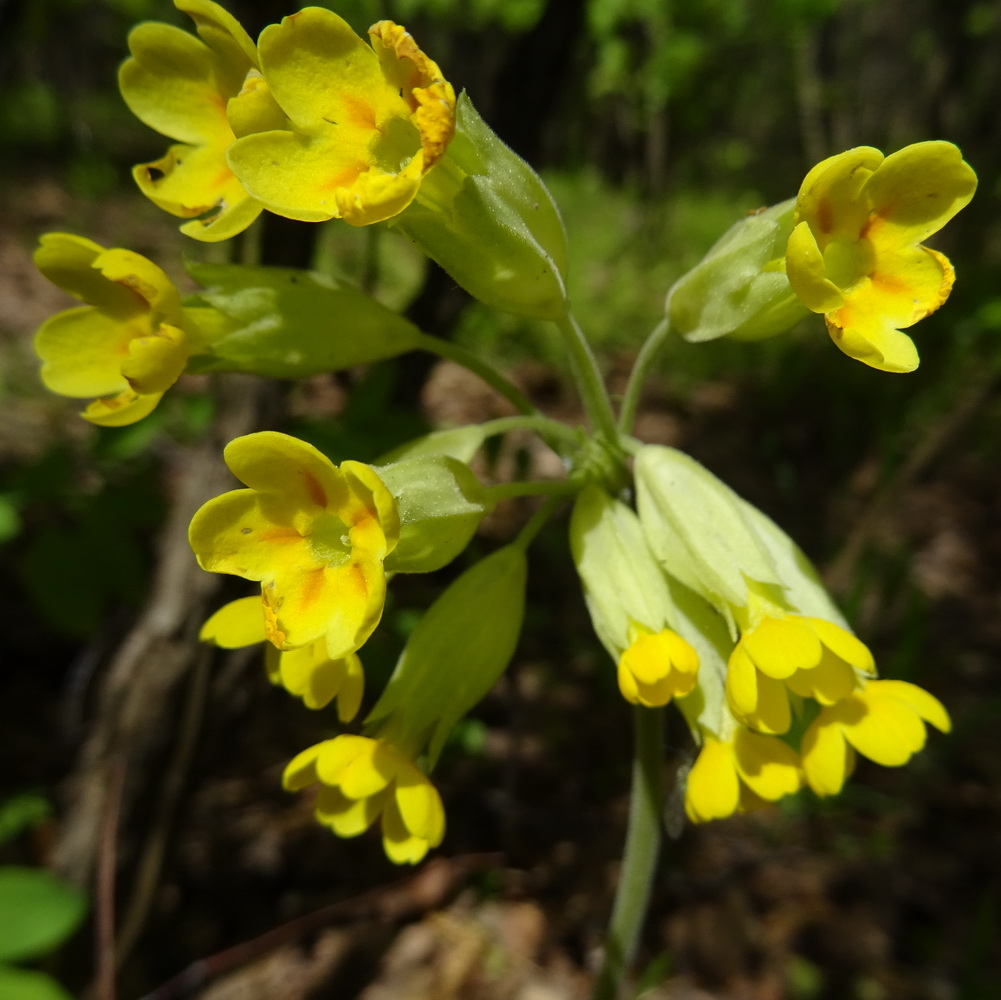 Image of Primula veris specimen.