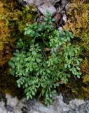 Asplenium ruta-muraria