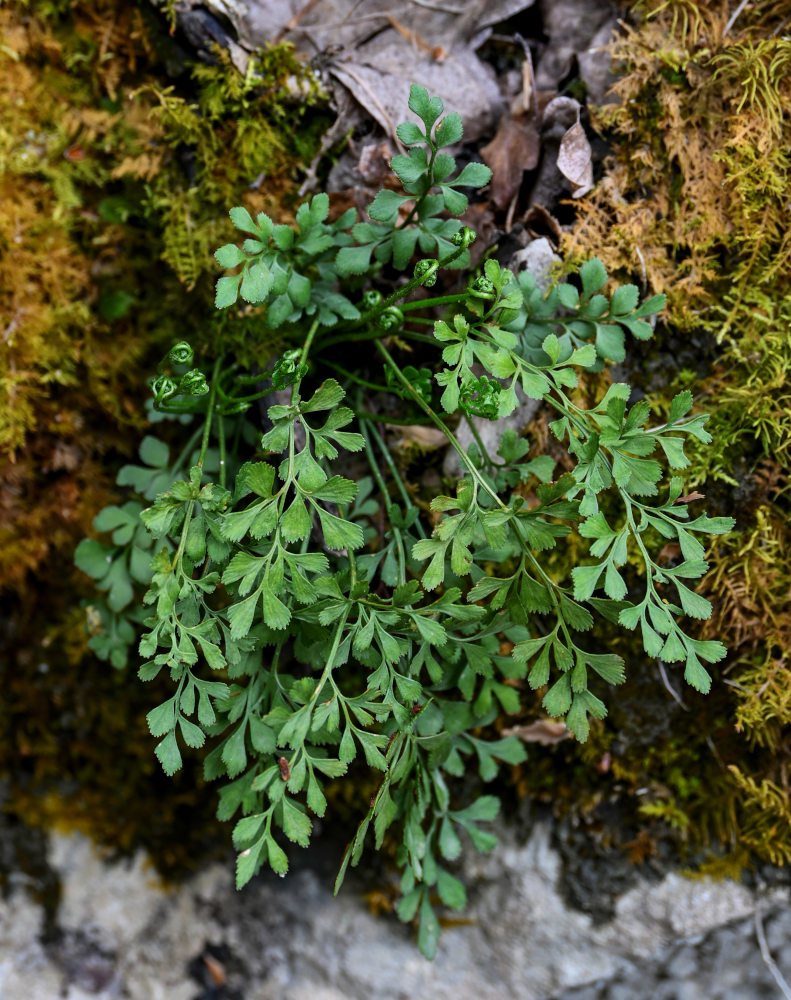Image of Asplenium ruta-muraria specimen.