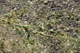 Gypsophila elegans