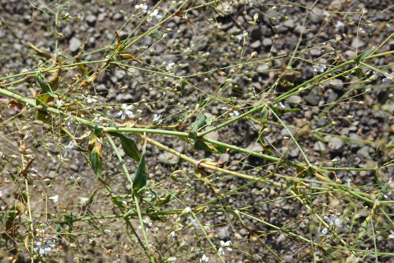 Изображение особи Gypsophila elegans.