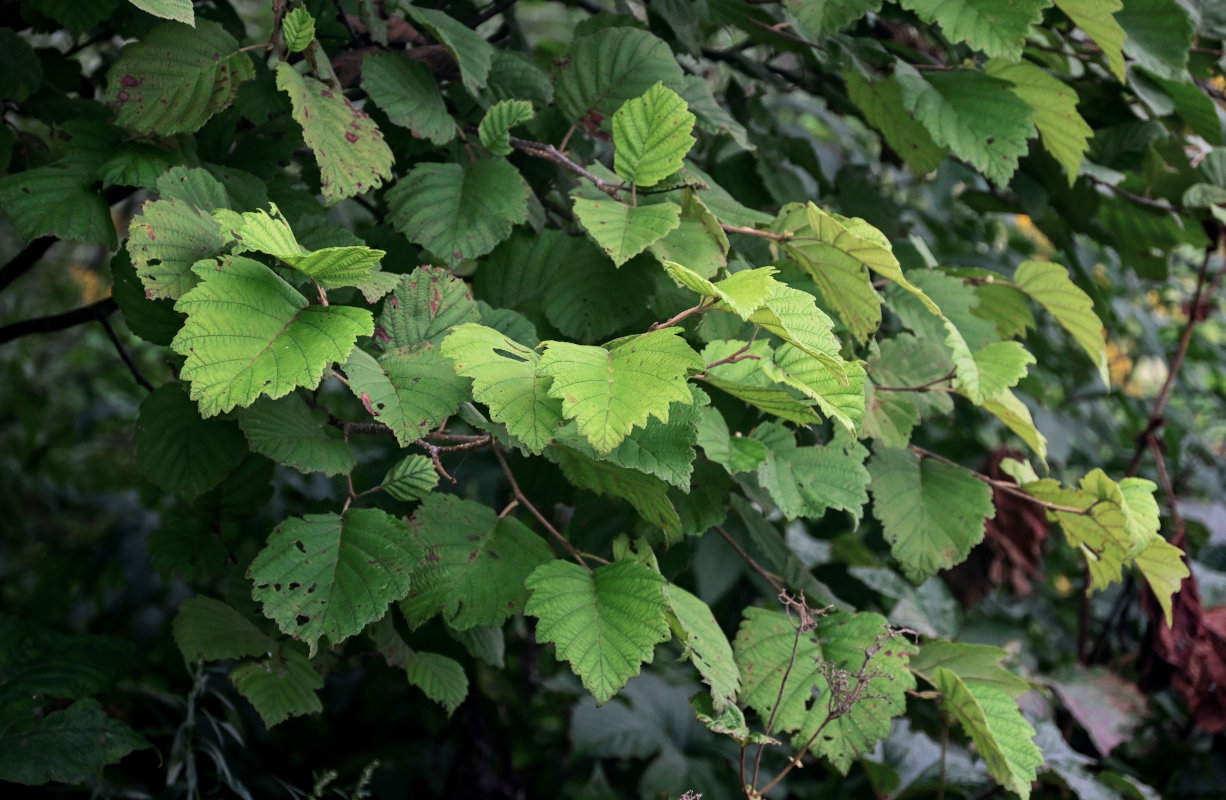 Изображение особи Alnus hirsuta.