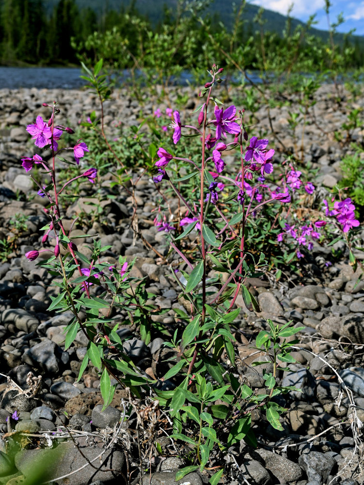 Изображение особи Chamaenerion latifolium.