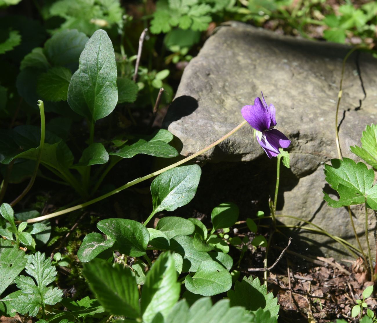 Изображение особи род Viola.