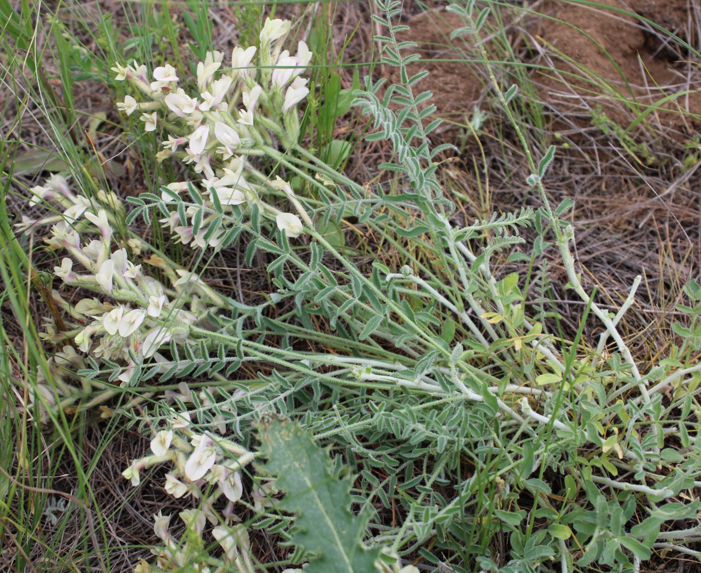 Image of Astragalus ergenensis specimen.
