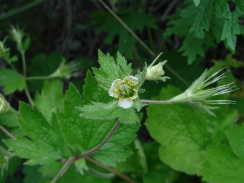 Изображение особи Orthurus heterocarpus.