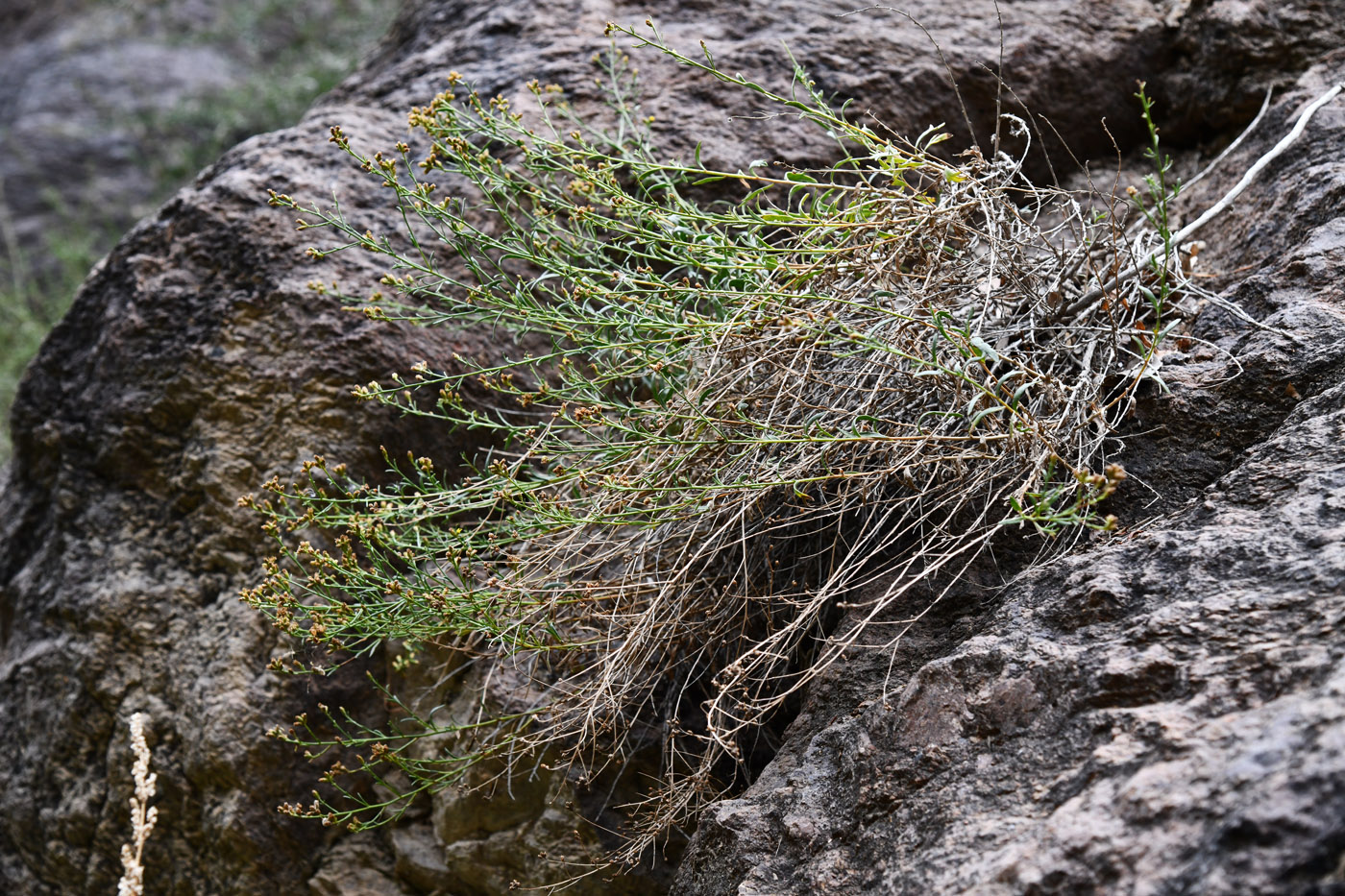 Image of Kaschgaria brachanthemoides specimen.
