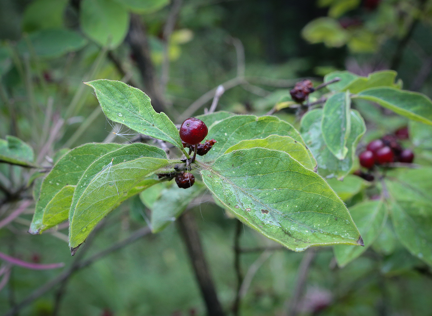 Изображение особи Lonicera xylosteum.