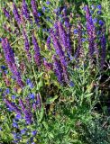 Salvia tesquicola. Верхушки цветущих растений (рядом видны цветущие Echium vulgare). Оренбургская обл., Саракташский р-н, хр. Карамурунтау, луг. 07.07.2023.