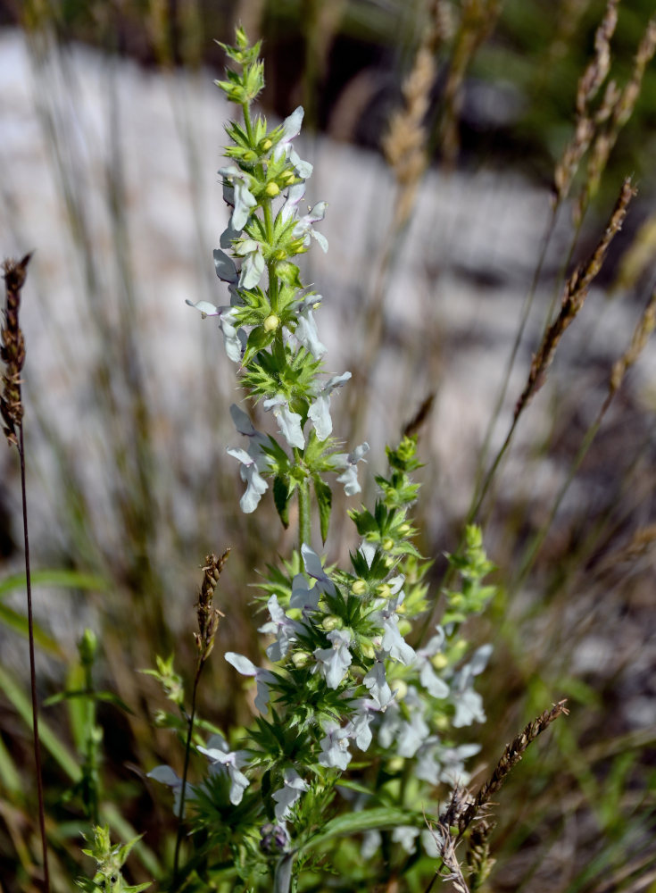 Изображение особи Stachys pubescens.