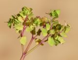 Euphorbia peplus. Верхушка плодоносящего растения. Испания, автономное сообщество Каталония, провинция Жирона, комарка Баш Эмпорда, муниципалитет Калонже, пустырь. 04.04.2024.