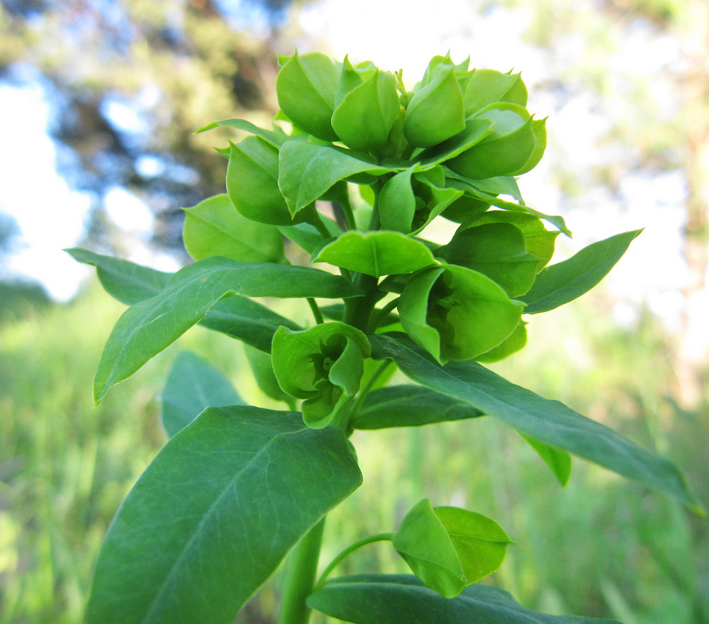 Image of Euphorbia borodinii specimen.