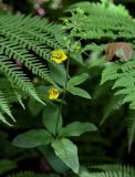 Lysimachia vulgaris